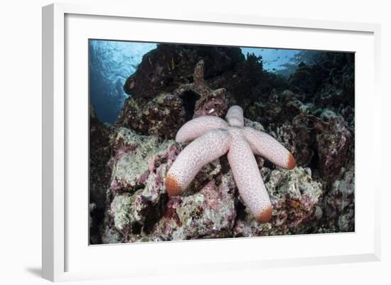 A Fat Starfish Clings to Rocks in the Solomon Islands-Stocktrek Images-Framed Photographic Print