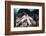 A Fat Starfish Clings to Rocks in the Solomon Islands-Stocktrek Images-Framed Photographic Print