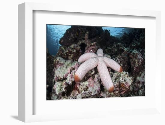 A Fat Starfish Clings to Rocks in the Solomon Islands-Stocktrek Images-Framed Photographic Print
