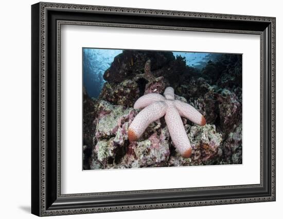 A Fat Starfish Clings to Rocks in the Solomon Islands-Stocktrek Images-Framed Photographic Print