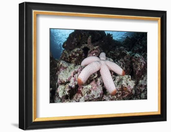 A Fat Starfish Clings to Rocks in the Solomon Islands-Stocktrek Images-Framed Photographic Print