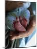 A Father Holding His Baby's Feet-Mitch Diamond-Mounted Photographic Print
