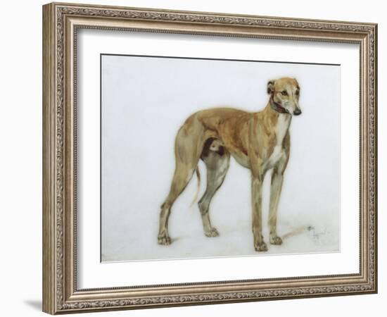 A Fawn Greyhound, 1897-Cecil Charles Windsor Aldin-Framed Giclee Print