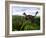 A Feathered Microraptor Perched Atop a Tree Fern-Stocktrek Images-Framed Photographic Print