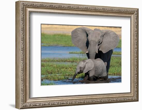 A female African elephant and calf drinking in the river Khwai. Okavango Delta, Botswana-Sergio Pitamitz-Framed Photographic Print