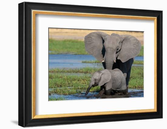 A female African elephant and calf drinking in the river Khwai. Okavango Delta, Botswana-Sergio Pitamitz-Framed Photographic Print