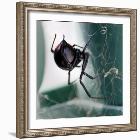 A Female Black Widow Spider-null-Framed Photographic Print