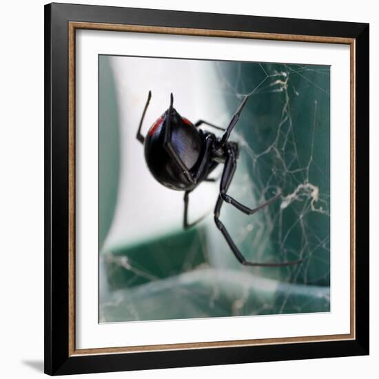 A Female Black Widow Spider-null-Framed Photographic Print