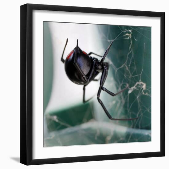 A Female Black Widow Spider-null-Framed Photographic Print