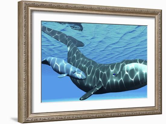 A Female Bowhead Whale Swims with Her Calf Through Ocean Waters-null-Framed Art Print