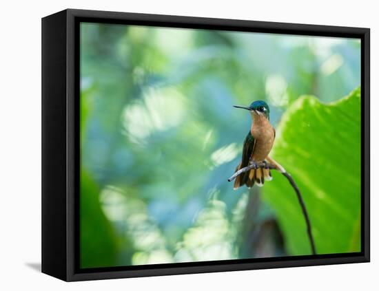 A Female Brazilian Ruby, Clytolaema Rubricauda, Hummingbird Perching on Twig-Alex Saberi-Framed Premier Image Canvas