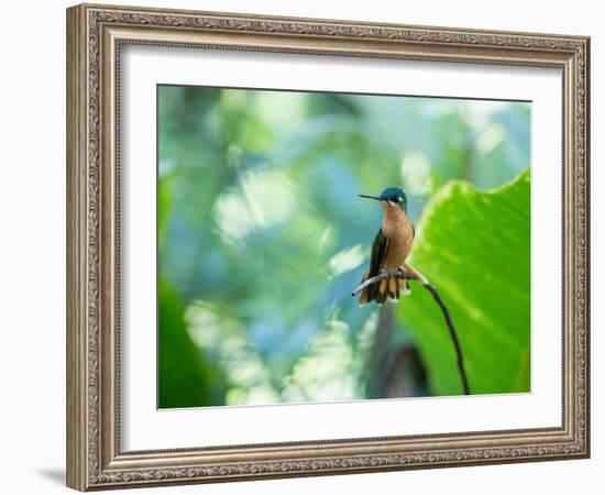 A Female Brazilian Ruby, Clytolaema Rubricauda, Hummingbird Perching on Twig-Alex Saberi-Framed Photographic Print
