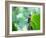 A Female Brazilian Ruby, Clytolaema Rubricauda, Hummingbird Perching on Twig-Alex Saberi-Framed Photographic Print