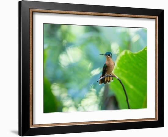 A Female Brazilian Ruby, Clytolaema Rubricauda, Hummingbird Perching on Twig-Alex Saberi-Framed Photographic Print