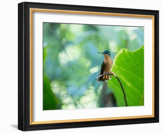 A Female Brazilian Ruby, Clytolaema Rubricauda, Hummingbird Perching on Twig-Alex Saberi-Framed Photographic Print