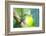 A Female Brazilian Ruby, Clytolaema Rubricauda, Perching on Branch in Ubatuba, Brazil-Alex Saberi-Framed Photographic Print