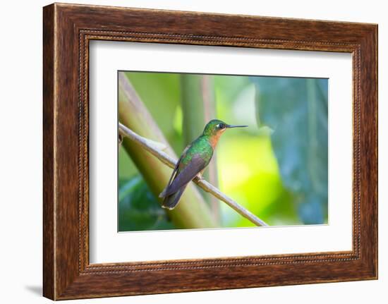 A Female Brazilian Ruby, Clytolaema Rubricauda, Perching on Branch in Ubatuba, Brazil-Alex Saberi-Framed Photographic Print