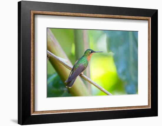 A Female Brazilian Ruby, Clytolaema Rubricauda, Perching on Branch in Ubatuba, Brazil-Alex Saberi-Framed Photographic Print