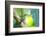 A Female Brazilian Ruby, Clytolaema Rubricauda, Perching on Branch in Ubatuba, Brazil-Alex Saberi-Framed Photographic Print