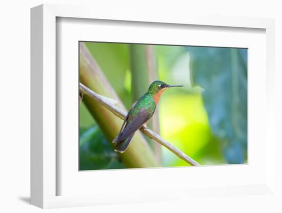 A Female Brazilian Ruby, Clytolaema Rubricauda, Perching on Branch in Ubatuba, Brazil-Alex Saberi-Framed Photographic Print