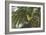 A Female Green Honeycreeper, Chlorophanes Spiza, Perching in a Tree in Ubatuba-Alex Saberi-Framed Photographic Print