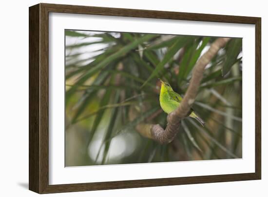 A Female Green Honeycreeper, Chlorophanes Spiza, Perching in a Tree in Ubatuba-Alex Saberi-Framed Photographic Print