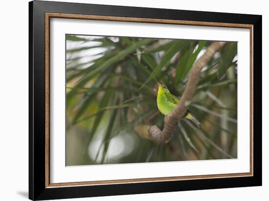 A Female Green Honeycreeper, Chlorophanes Spiza, Perching in a Tree in Ubatuba-Alex Saberi-Framed Photographic Print