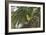 A Female Green Honeycreeper, Chlorophanes Spiza, Perching in a Tree in Ubatuba-Alex Saberi-Framed Photographic Print