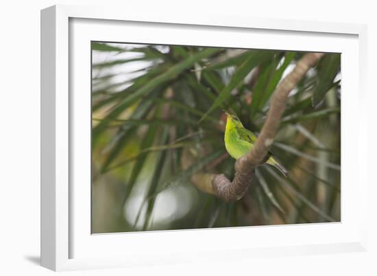 A Female Green Honeycreeper, Chlorophanes Spiza, Perching in a Tree in Ubatuba-Alex Saberi-Framed Photographic Print