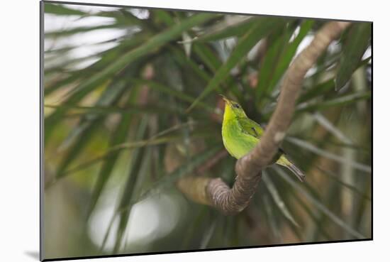 A Female Green Honeycreeper, Chlorophanes Spiza, Perching in a Tree in Ubatuba-Alex Saberi-Mounted Photographic Print