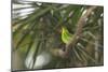 A Female Green Honeycreeper, Chlorophanes Spiza, Perching in a Tree in Ubatuba-Alex Saberi-Mounted Photographic Print