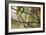 A Female Green Honeycreeper, Chlorophanes Spiza, Perching in a Tree in Ubatuba-Alex Saberi-Framed Photographic Print