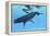 A Female Humpback Whale Swims with Her Calf Through Ocean Waters-null-Framed Stretched Canvas