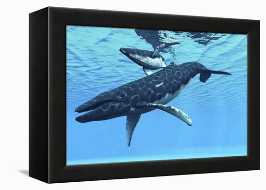 A Female Humpback Whale Swims with Her Calf Through Ocean Waters-null-Framed Stretched Canvas