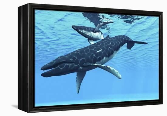 A Female Humpback Whale Swims with Her Calf Through Ocean Waters-null-Framed Stretched Canvas