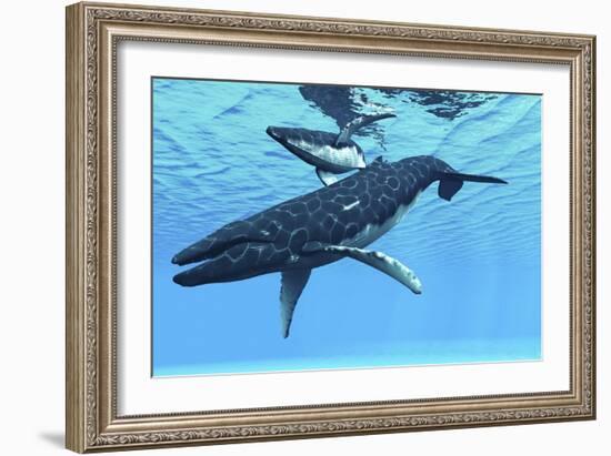 A Female Humpback Whale Swims with Her Calf Through Ocean Waters-null-Framed Premium Giclee Print