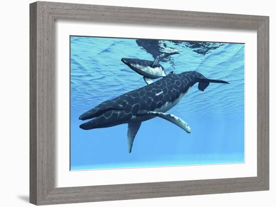 A Female Humpback Whale Swims with Her Calf Through Ocean Waters-null-Framed Premium Giclee Print