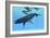 A Female Humpback Whale Swims with Her Calf Through Ocean Waters-null-Framed Premium Giclee Print