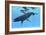 A Female Humpback Whale Swims with Her Calf Through Ocean Waters-null-Framed Premium Giclee Print