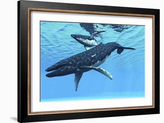 A Female Humpback Whale Swims with Her Calf Through Ocean Waters-null-Framed Premium Giclee Print