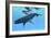 A Female Humpback Whale Swims with Her Calf Through Ocean Waters-null-Framed Premium Giclee Print