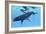 A Female Humpback Whale Swims with Her Calf Through Ocean Waters-null-Framed Art Print