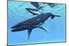 A Female Humpback Whale Swims with Her Calf Through Ocean Waters-null-Mounted Art Print