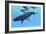 A Female Humpback Whale Swims with Her Calf Through Ocean Waters-null-Framed Art Print