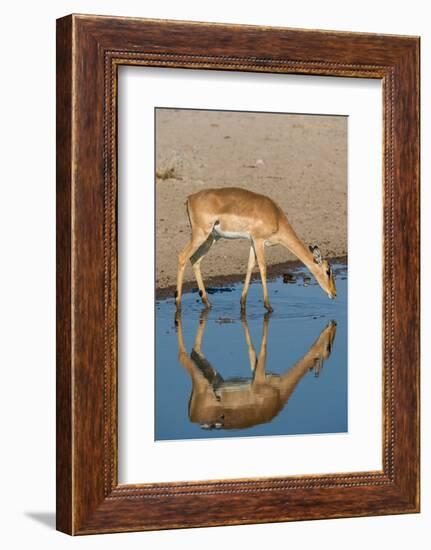 A female impala, Aepyceros melampus, drinking from a waterhole. Kalahari, Botswana-Sergio Pitamitz-Framed Photographic Print