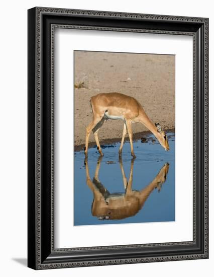 A female impala, Aepyceros melampus, drinking from a waterhole. Kalahari, Botswana-Sergio Pitamitz-Framed Photographic Print