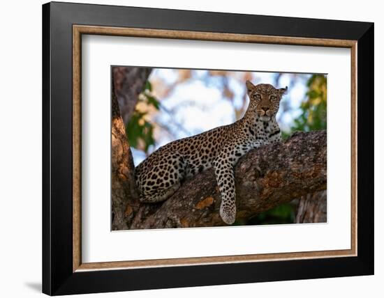 A female leopard on a large tree branch looking at the camera. Okavango Delta, Botswana.-Sergio Pitamitz-Framed Photographic Print