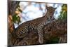 A female leopard on a large tree branch looking at the camera. Okavango Delta, Botswana.-Sergio Pitamitz-Mounted Photographic Print