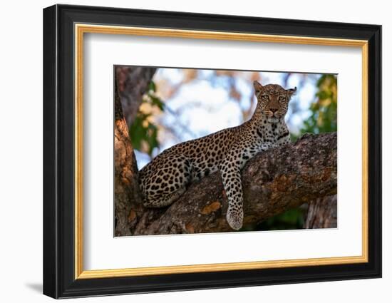 A female leopard on a large tree branch looking at the camera. Okavango Delta, Botswana.-Sergio Pitamitz-Framed Photographic Print