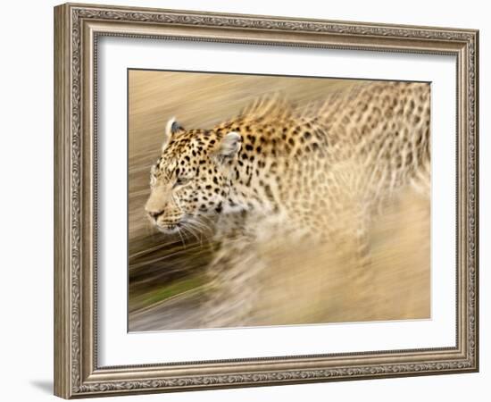 A Female Leopard Stalking Her Prey in Blurred Motion.-Karine Aigner-Framed Photographic Print